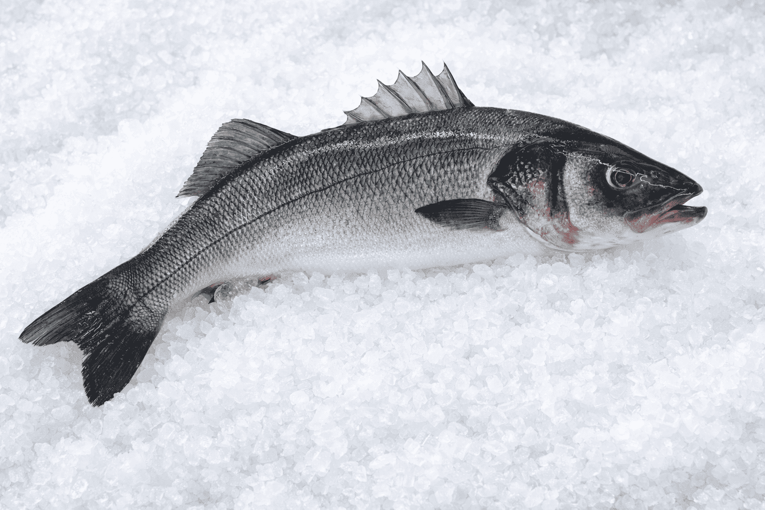 Λαβράκι (τοπικό ιχθυοτροφείο)