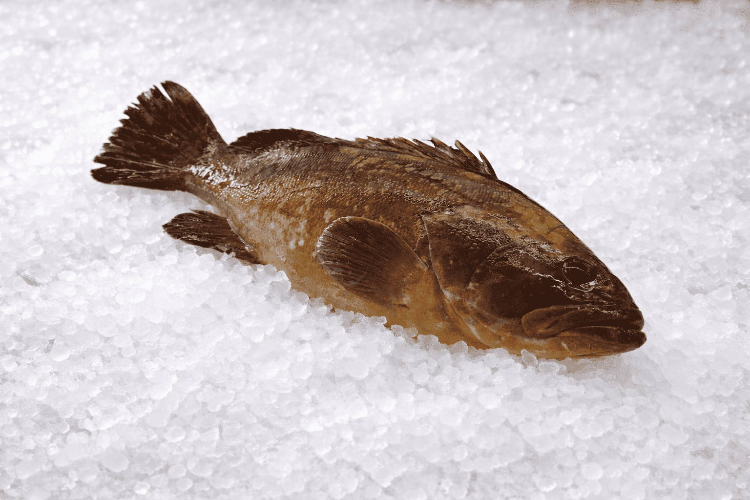 Ροφός (ντόπιο)