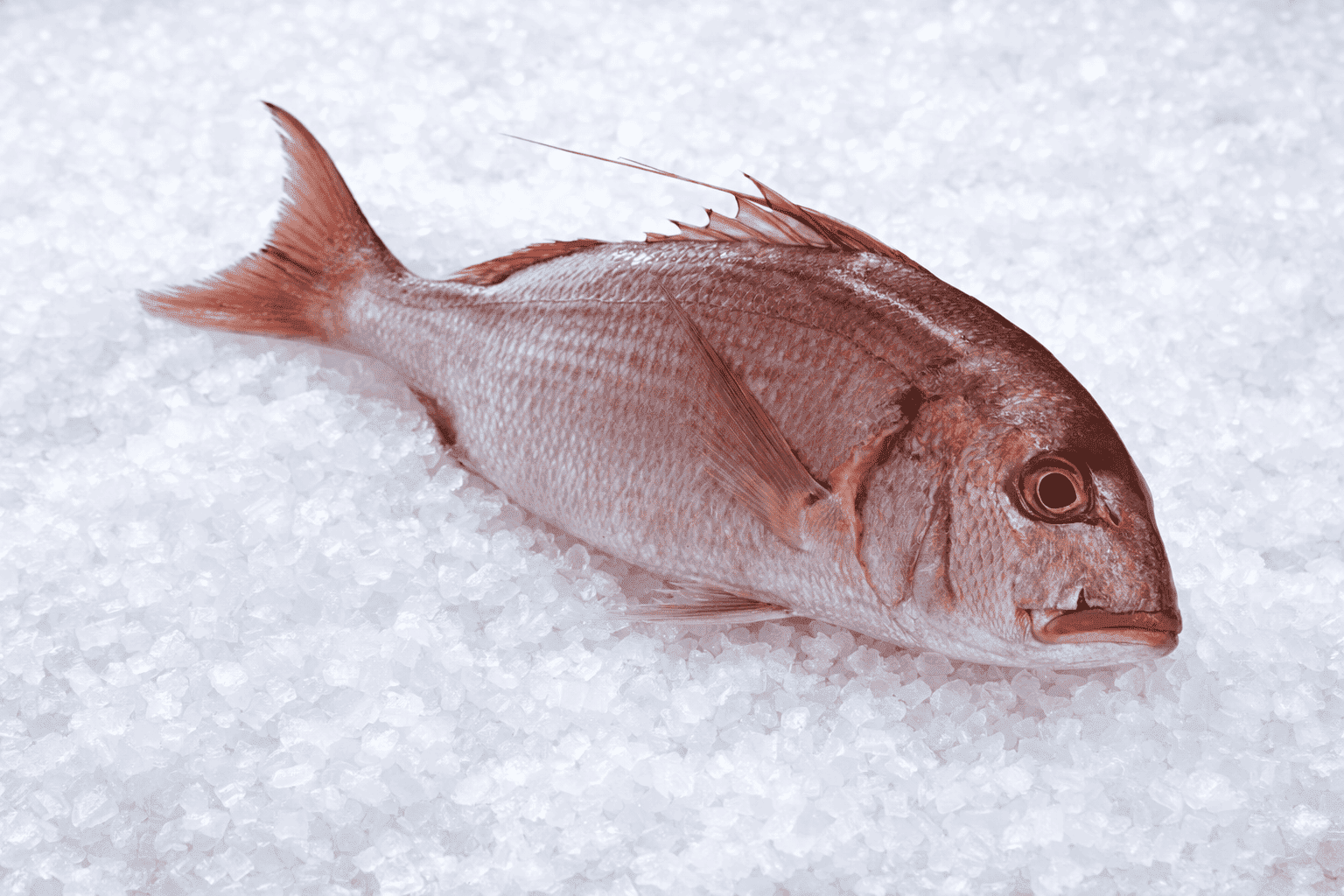 Φαγκρί (ντόπιο)