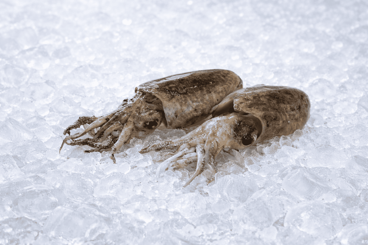 Σουπιές (ντόπιο)