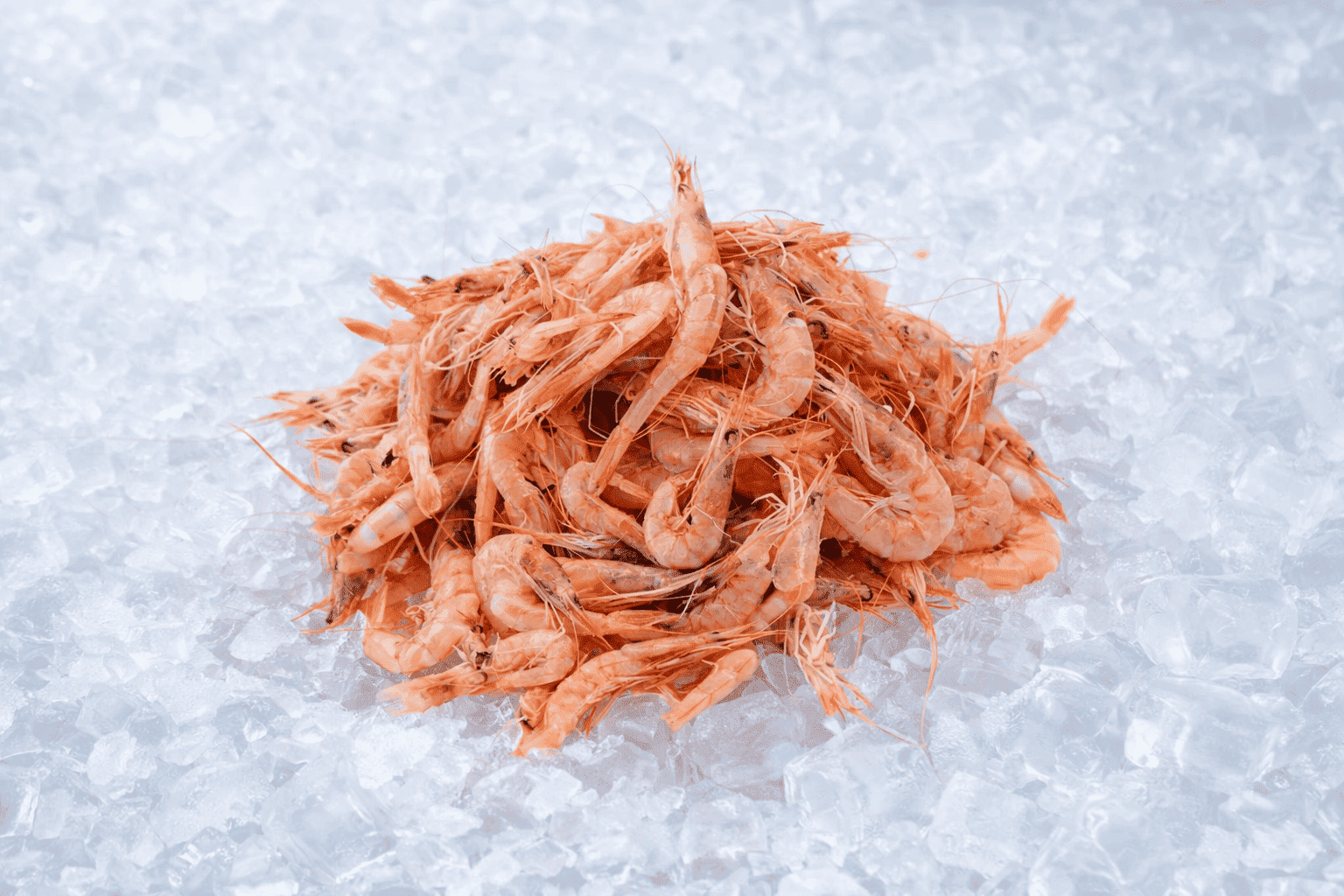 Φρέσκες Κυπριακές Γαρίδες