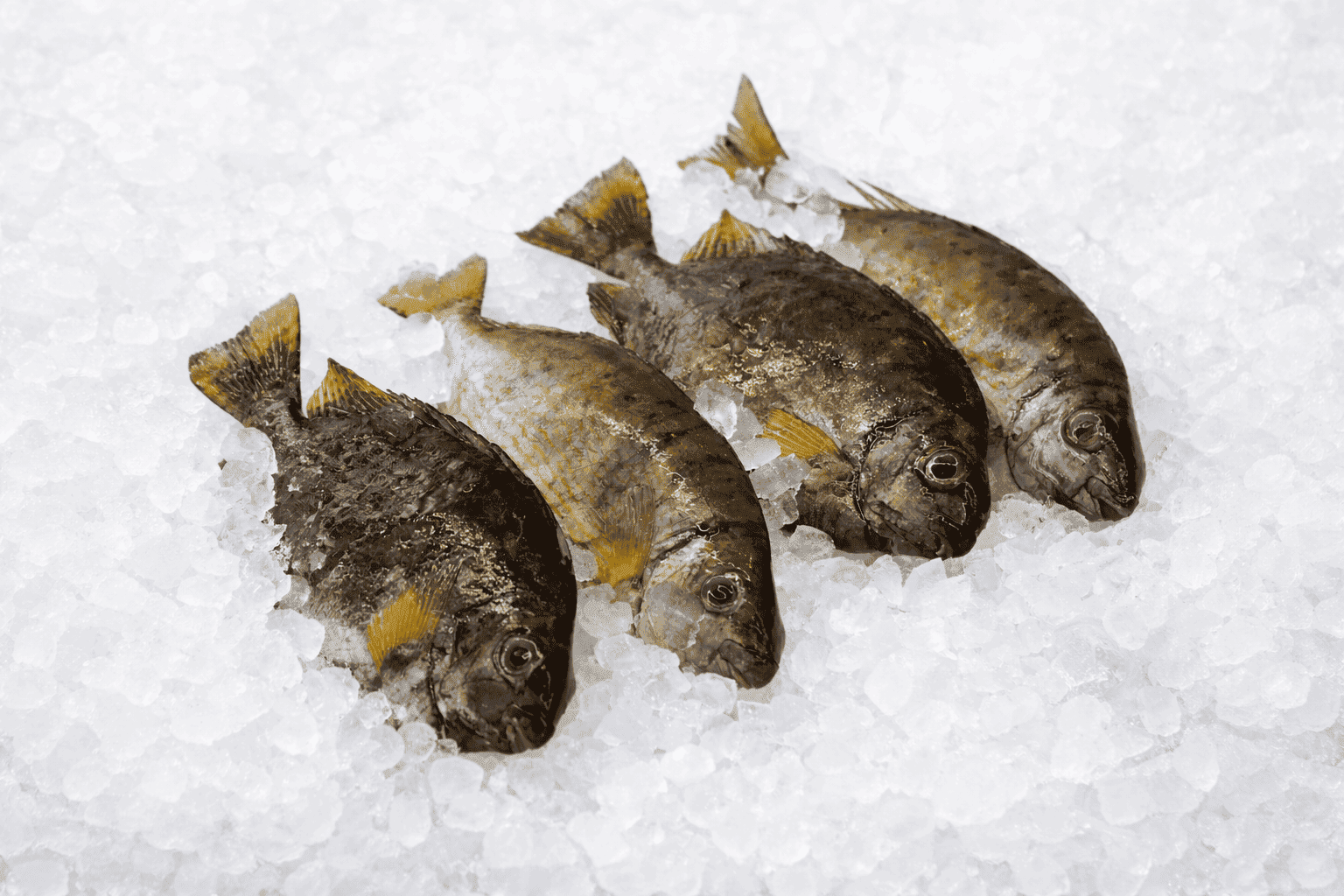 Κουρκούνες (ντόπιο)