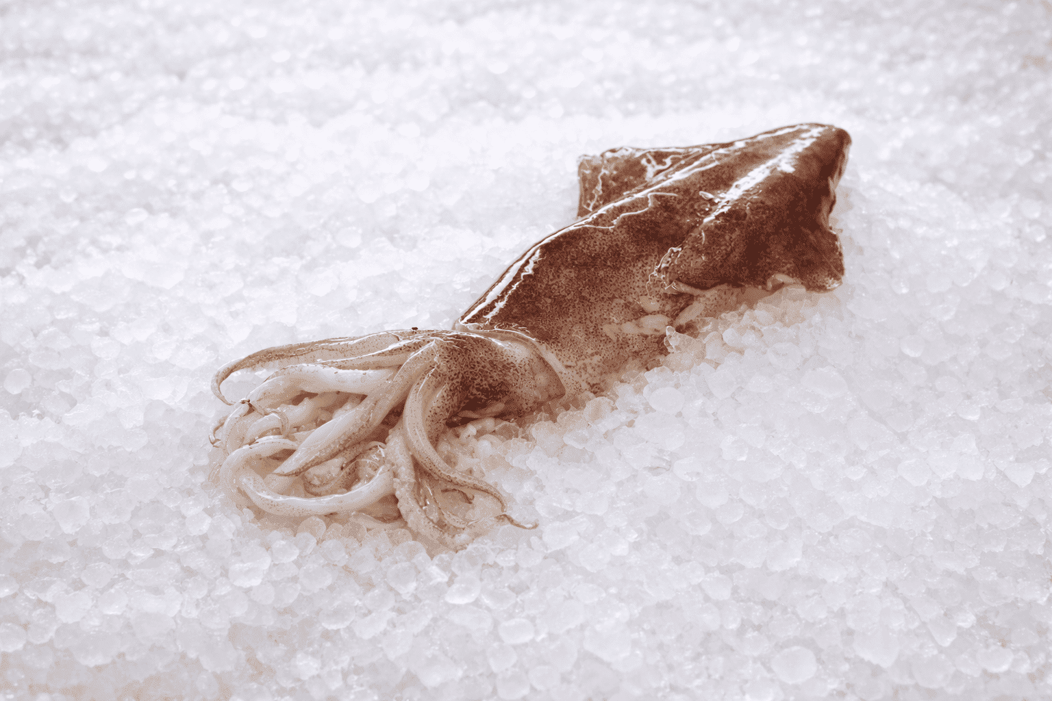 Καλαμάρι (ντόπιο)