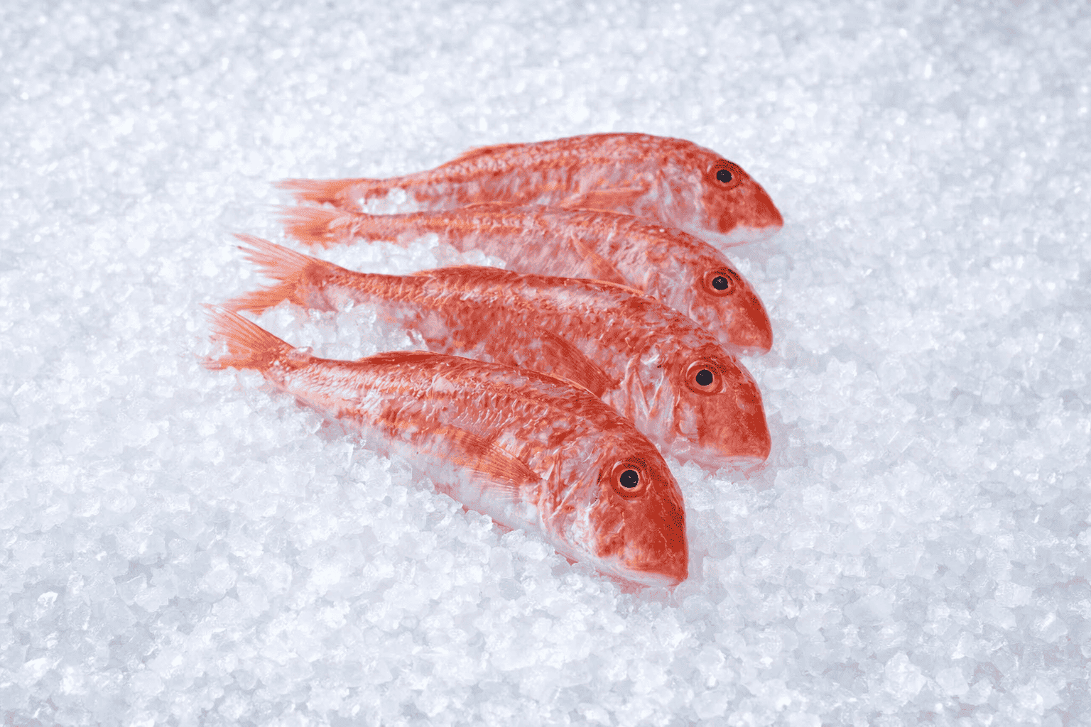 Μπαρμπούνι (ντόπιο)