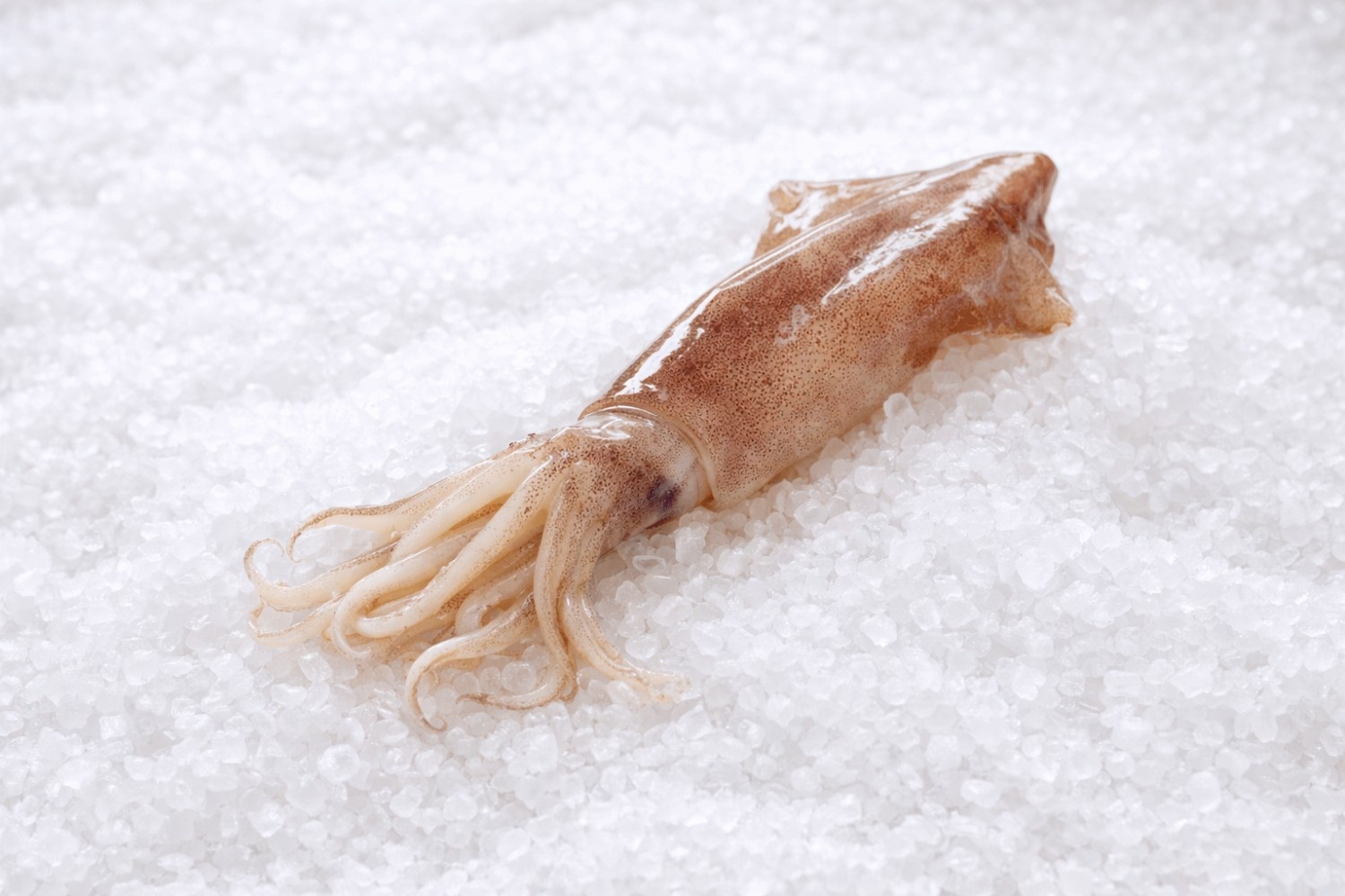 Καλαμάρι (εισαγόμενο)