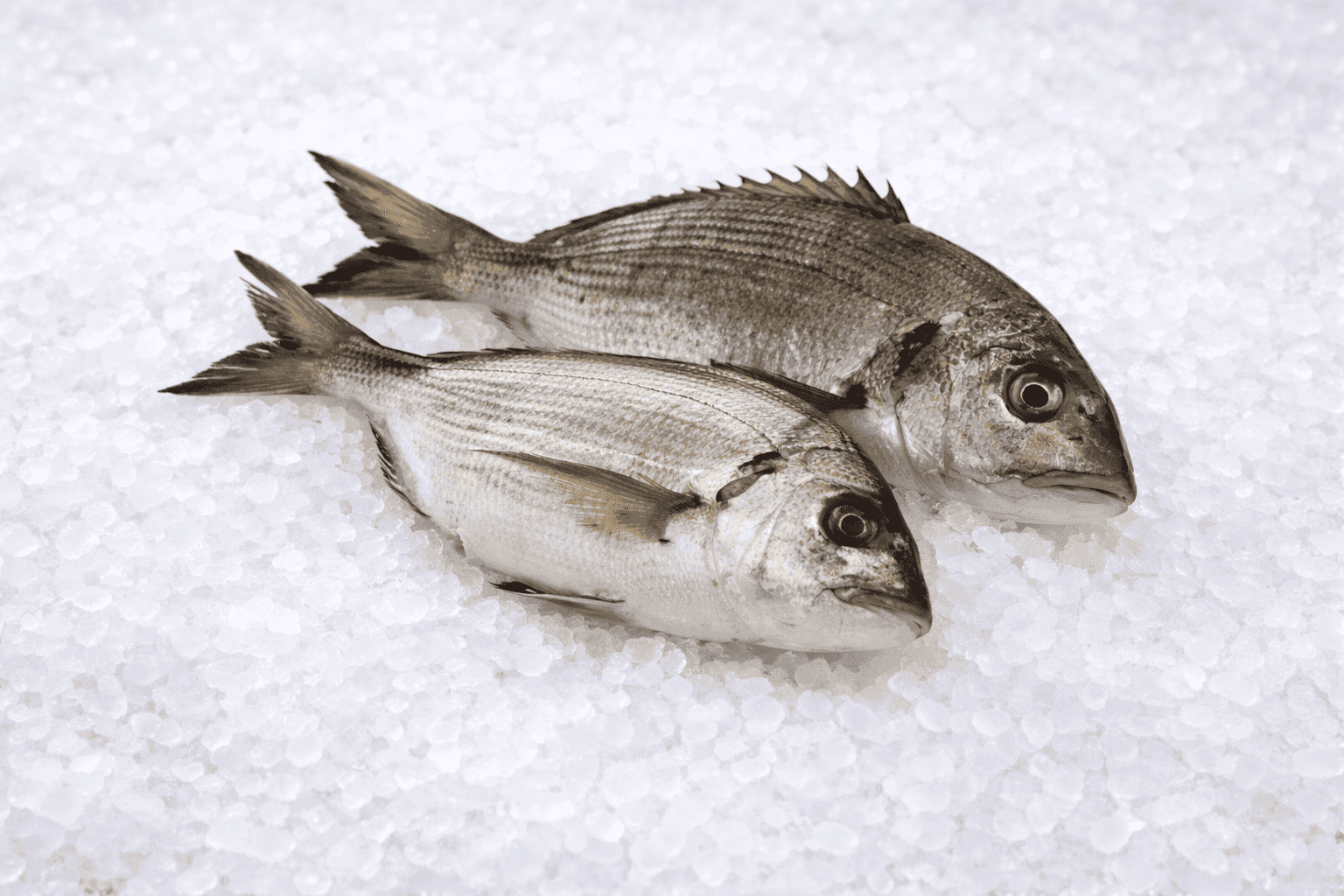 Σαργός (ντόπιο)