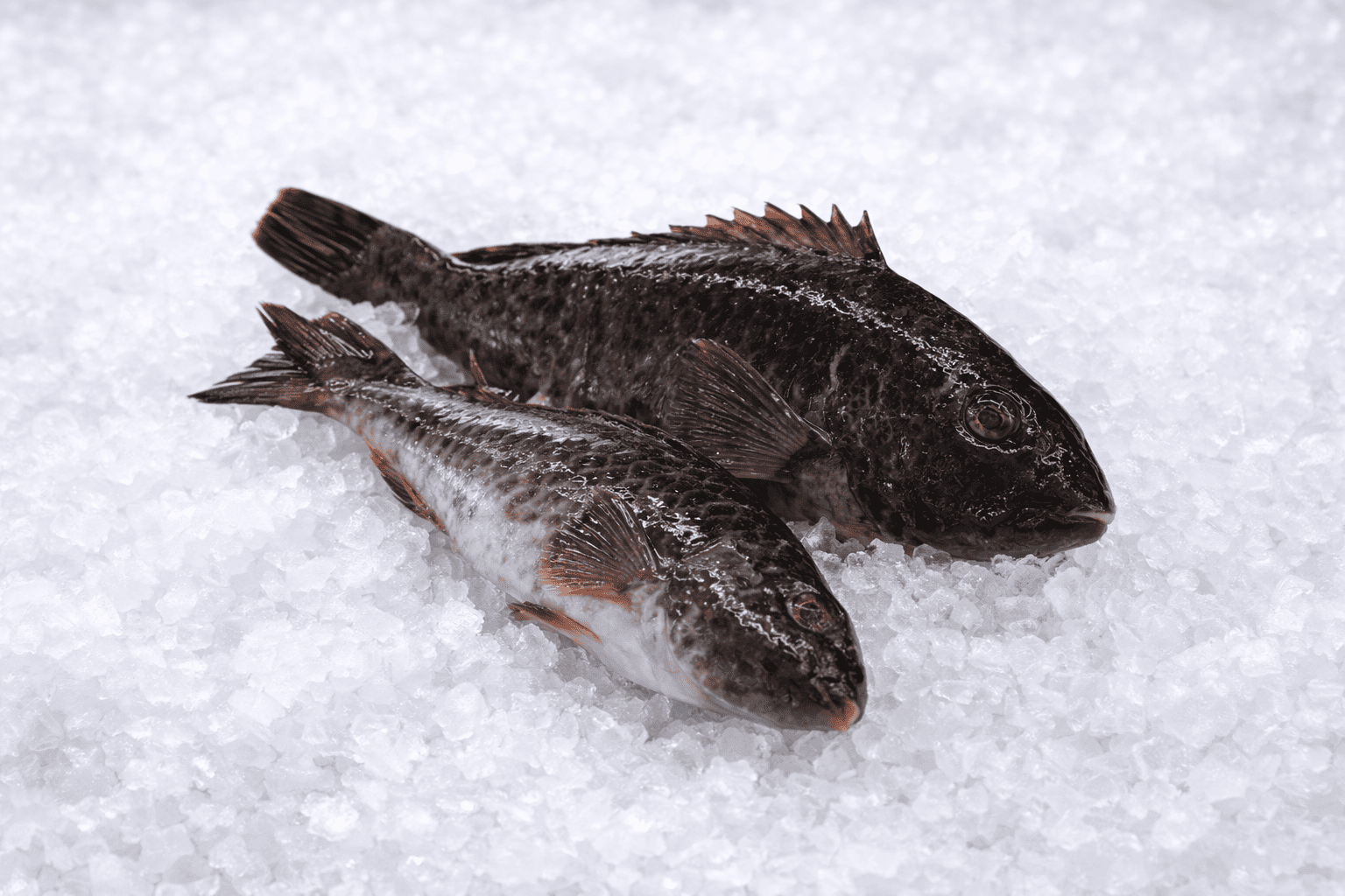 Σκάρος (ντόπιο)